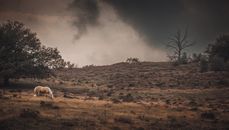 A Horse Grazing under a Gloomy Sky