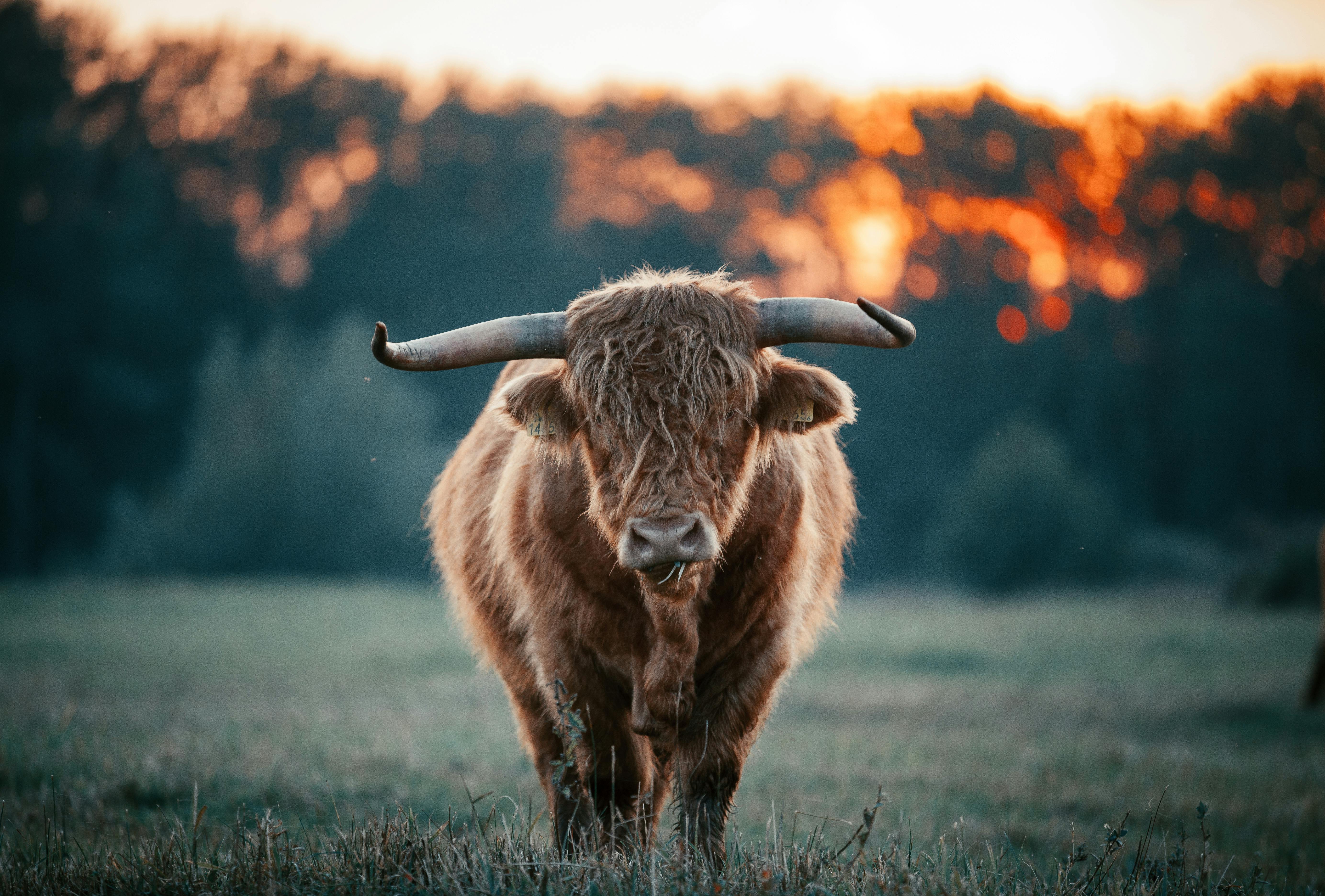 photo of a brown highland cattle with horns