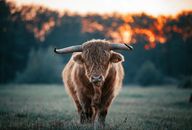 Brown Yak on Green Grass Field