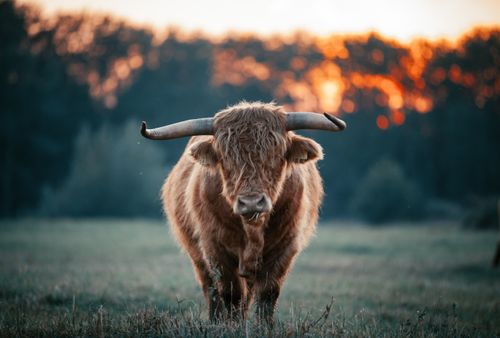Free Highland cow with large horns standing in a field at sunset, showcasing nature's beauty. Stock Photo