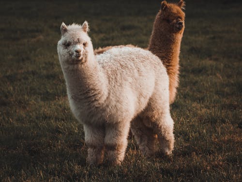 Foto profissional grátis de alpaca, animal, animal da fazenda