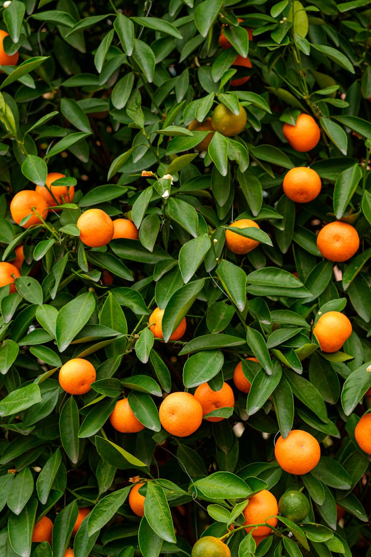 Clementines And Leaves