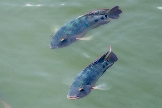 Photo of Fishes Underwater