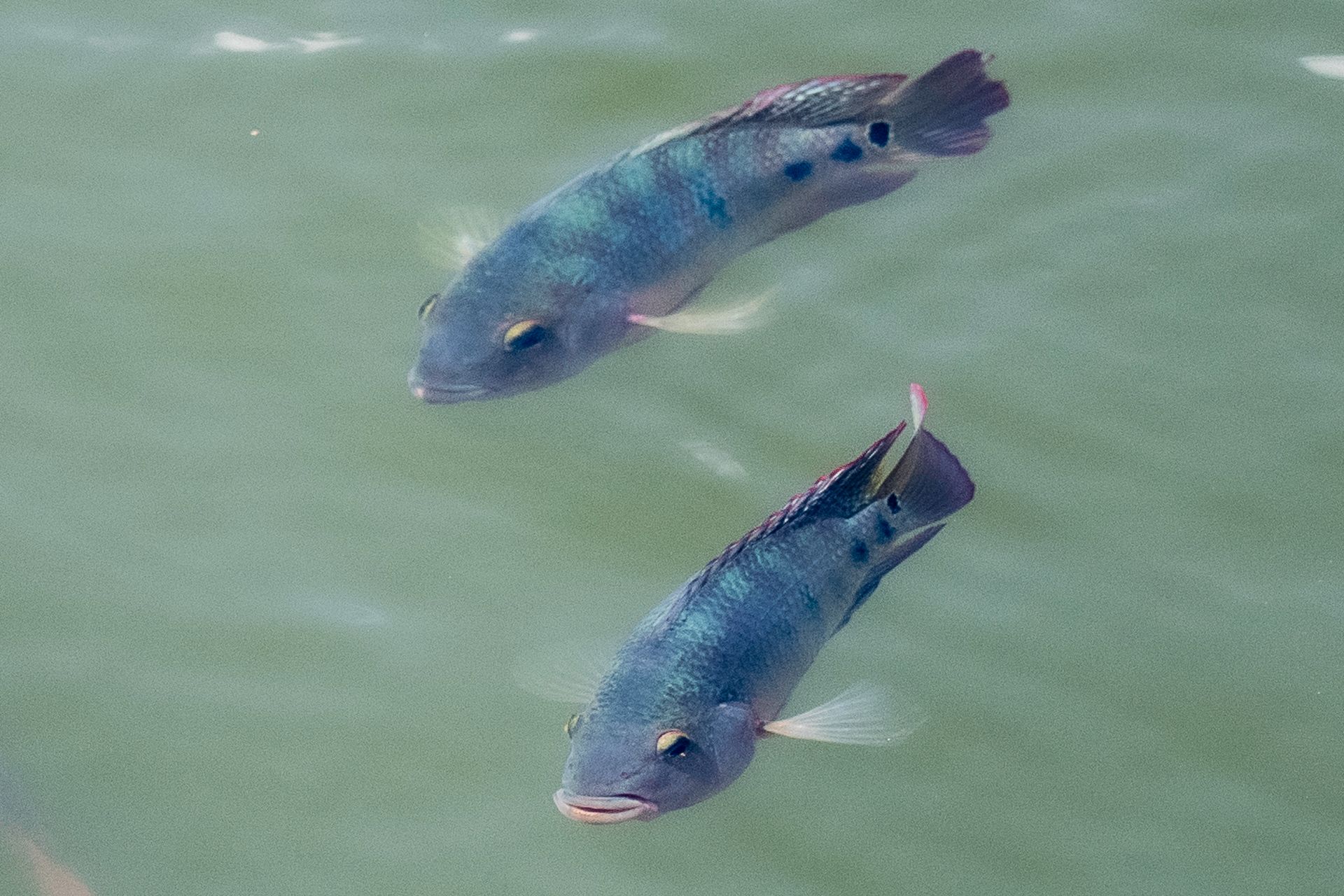 Two vibrant fish swimming in clear water, showcasing natural aquatic beauty.