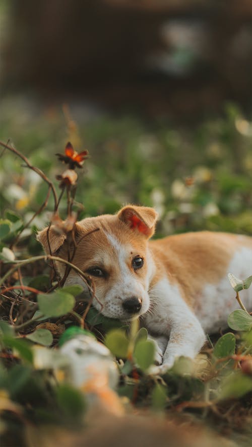 Gratis lagerfoto af dyr, græs, hund Lagerfoto