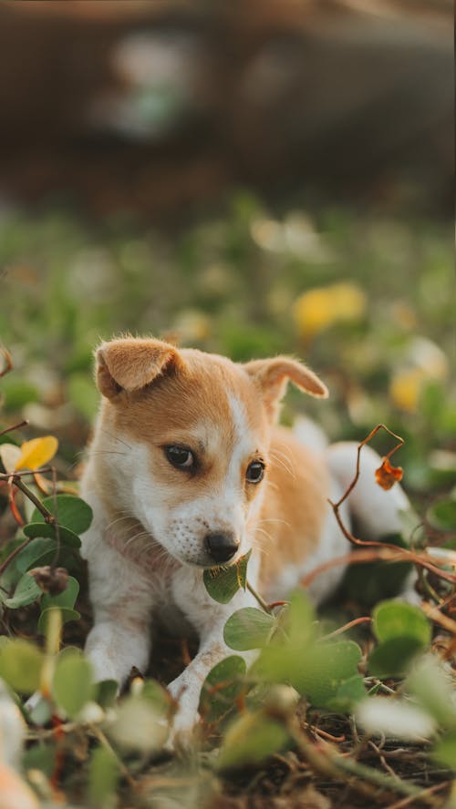 Photograph of a Brown and White Puppy on the Ground