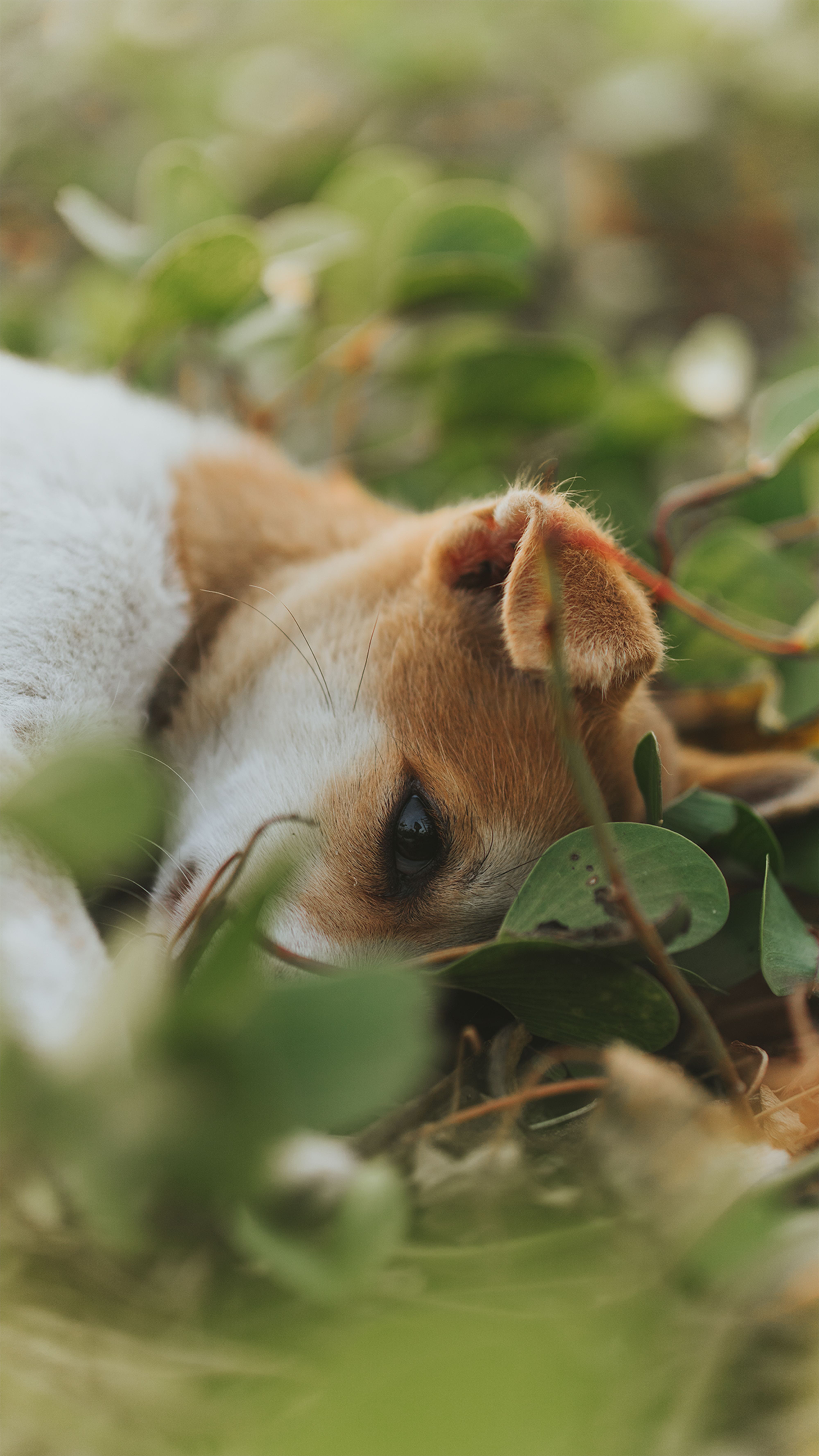 A relaxing dog nestled among lush green leaves, capturing tranquility and nature.