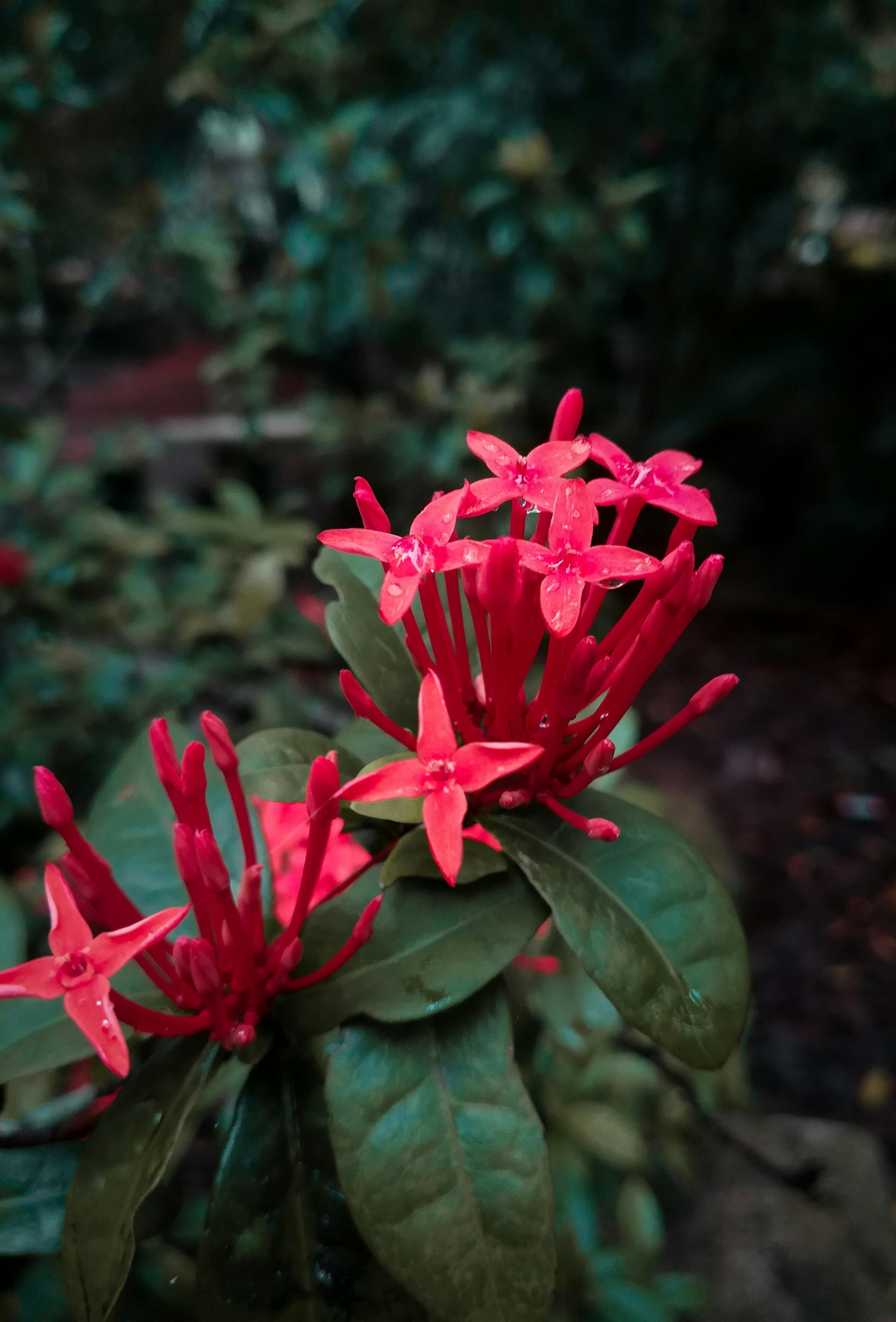 Free stock photo of backlight, beautiful flowers, flower wallpaper