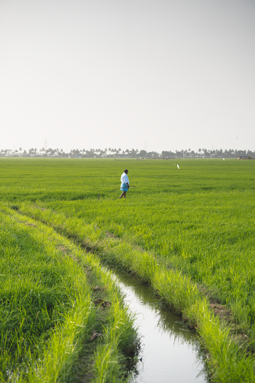 Person Ina Feild A Person in a Field · Free Stock Photo