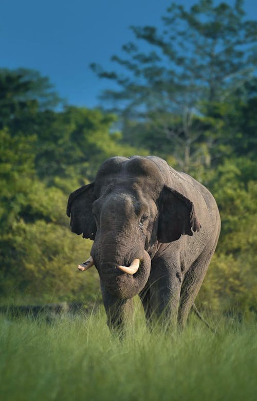 Gratis Foto stok gratis belalai gajah, binatang, di luar rumah Foto Stok