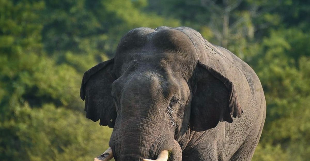 Elephant In Field An Elephant on a Grass Field · Free Stock Photo