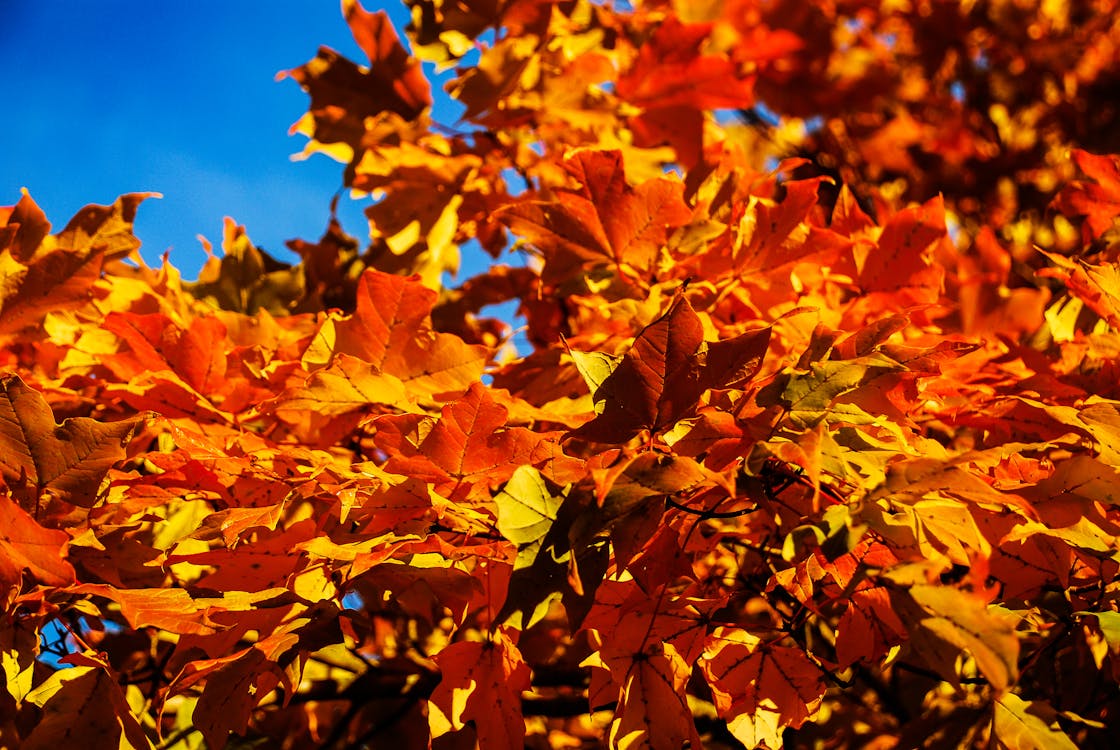 紅葉の無料の写真素材 紅葉の無料の写真素材