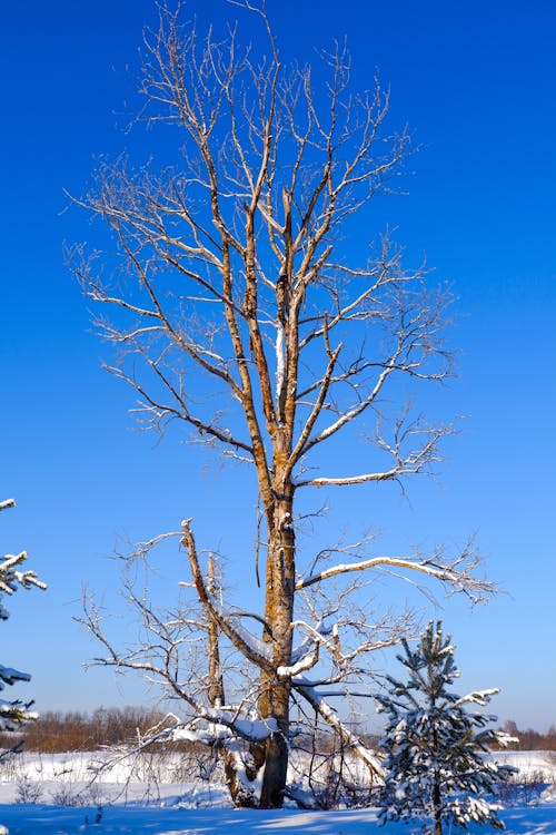Leafless Trees · Free Stock Photo