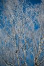 Brown Leafless Trees Under Blue Sky
