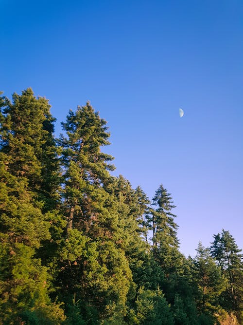 Green Trees Under Blue Sky With Half Moon