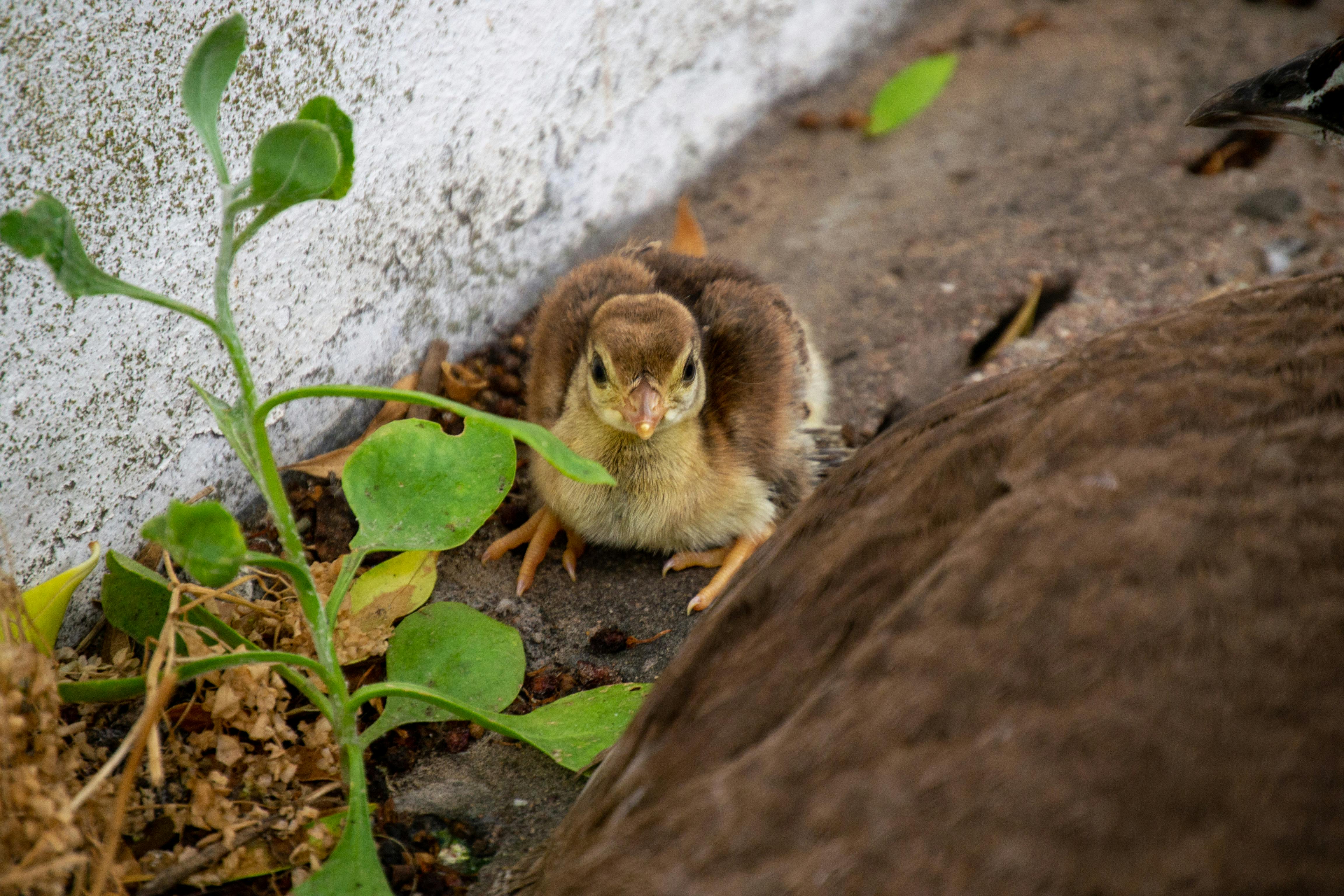 Close-up of a chick beside green plants on the ground, showcasing nature's charm.