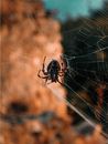 Brown Spider on Spider Web in Close Up Photography