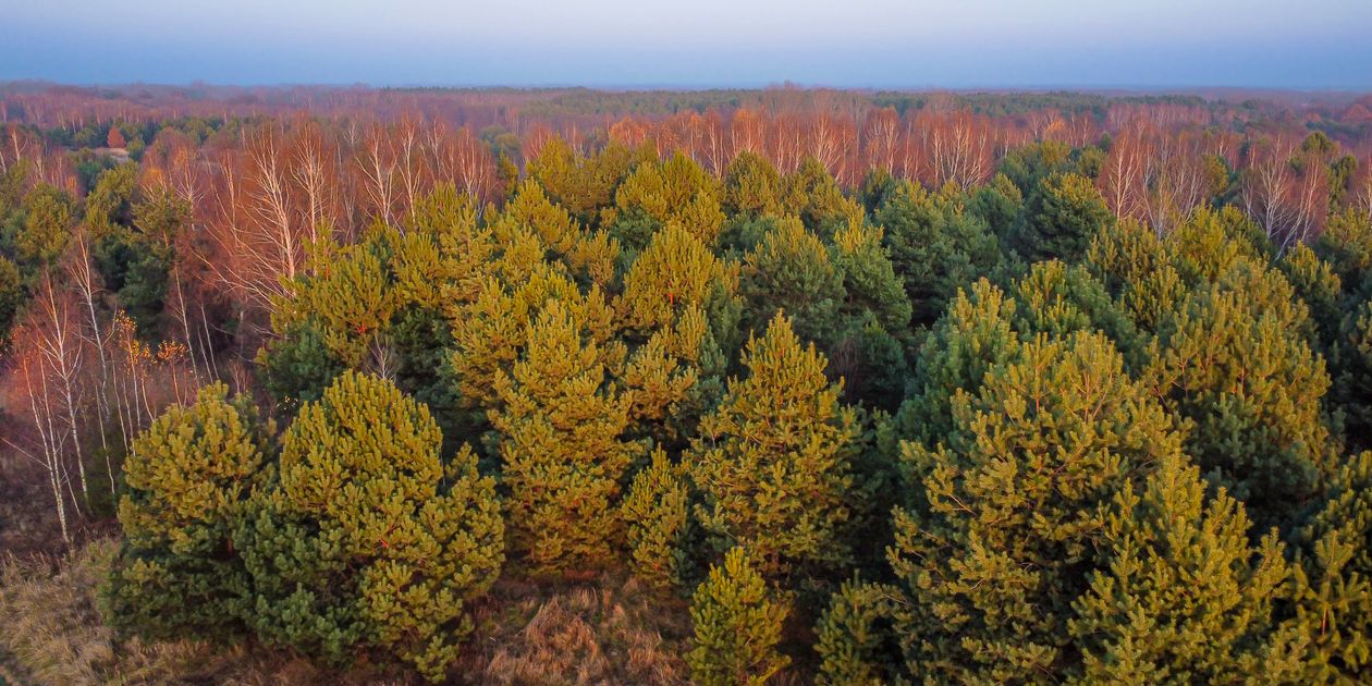 Picture Tree Example Aerial Shot of Evergreen Trees in the Forest · Free Stock Photo