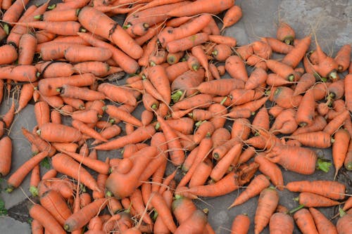Photograph of Orange Carrots on the Ground