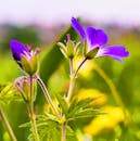 紫色花朵盛开的生动特写，背景自然模糊