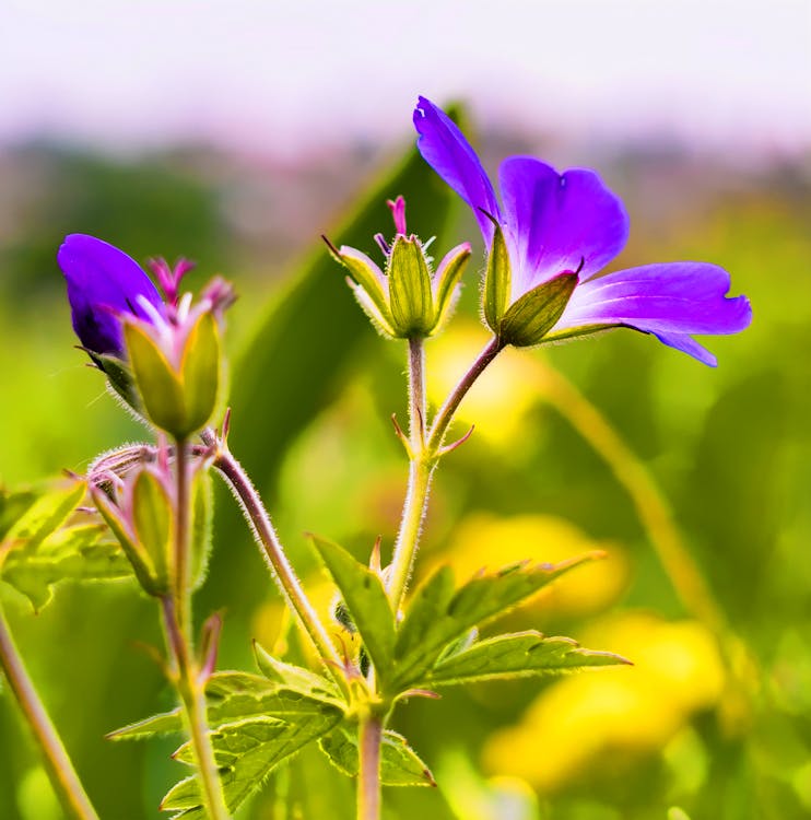 Selective Focus Photo of Purple Petaled Flowers