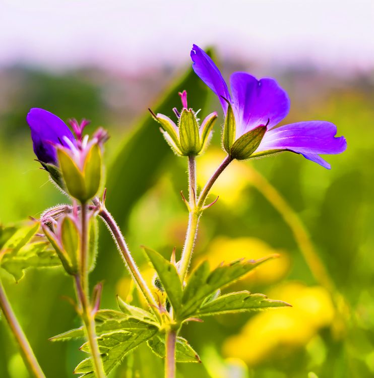Selective Focus Photo of Purple Petaled Flowers · Free Stock Photo