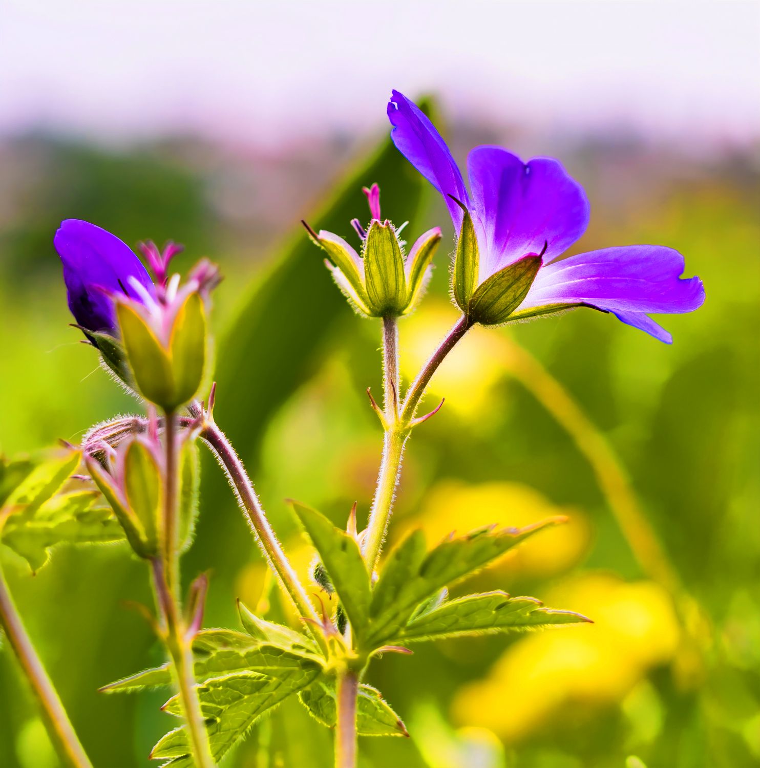 Selective Focus Photo of Purple Petaled Flowers · Free Stock Photo
