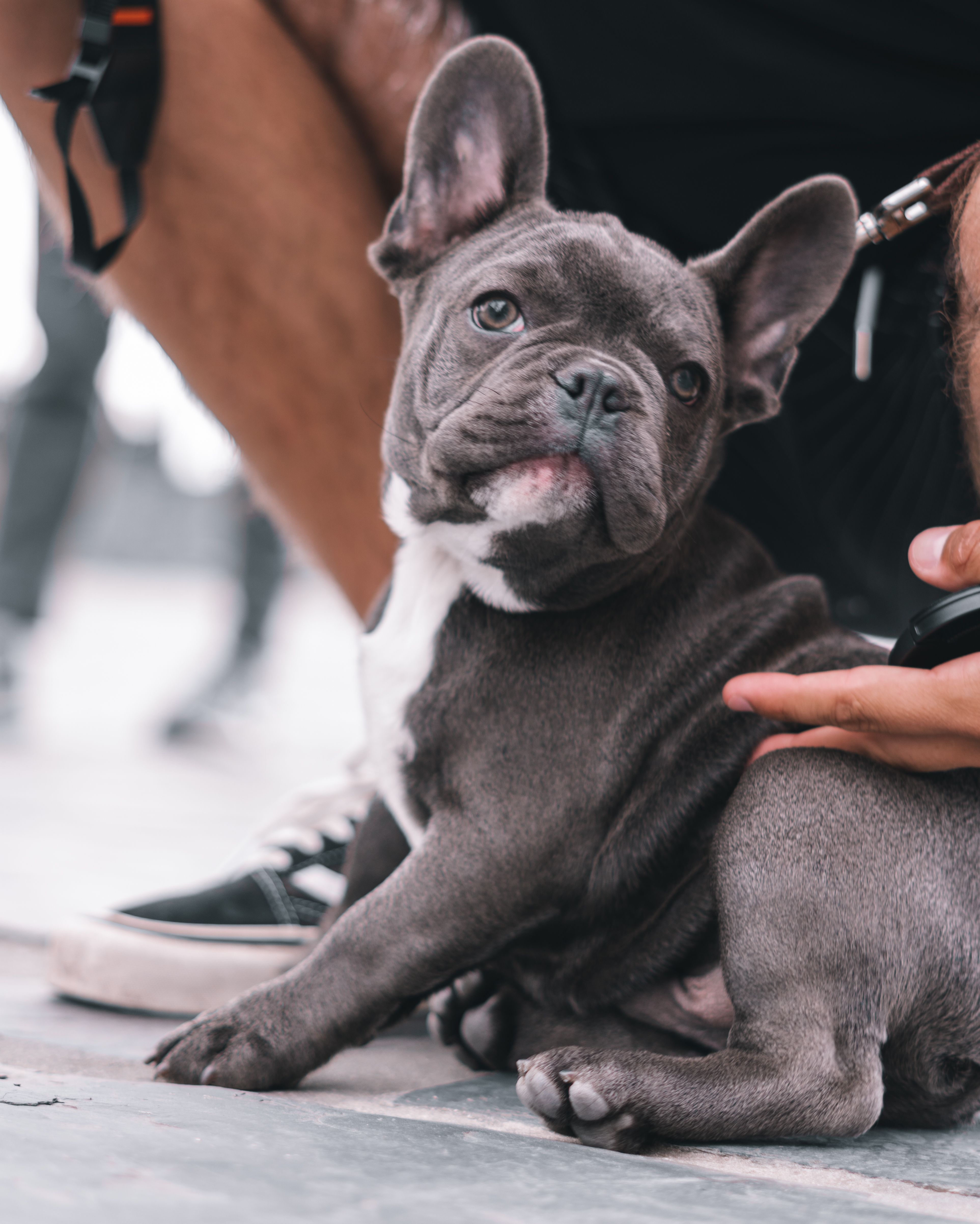 A Puppy Sitting on the Concrete Pavement · Free Stock Photo