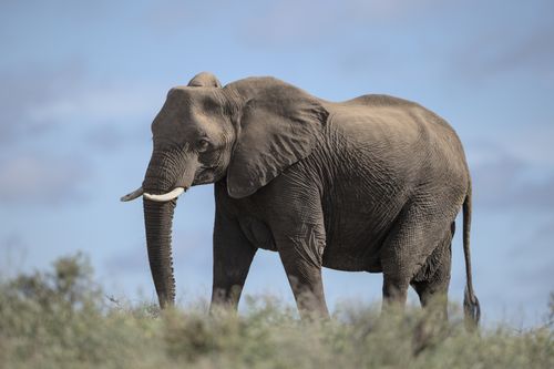Free A stunning African elephant grazing in the wilds of South Africa under a blue sky. Stock Photo