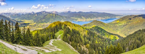 Aerial View Photography of Pine Trees