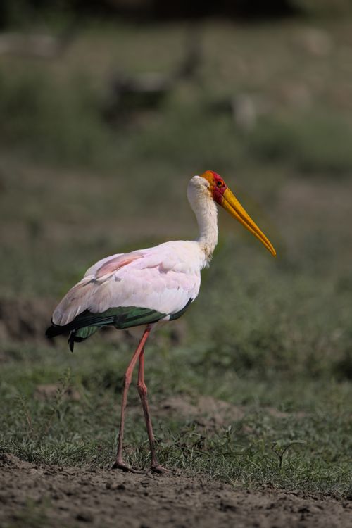 Free Close-up of a Yellow Billed Stork in Musina, South Africa's natural habitat. Stock Photo