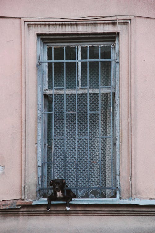 Free Darmowe zdjęcie z galerii z czarny pies, domowy, grill okienny Stock Photo
