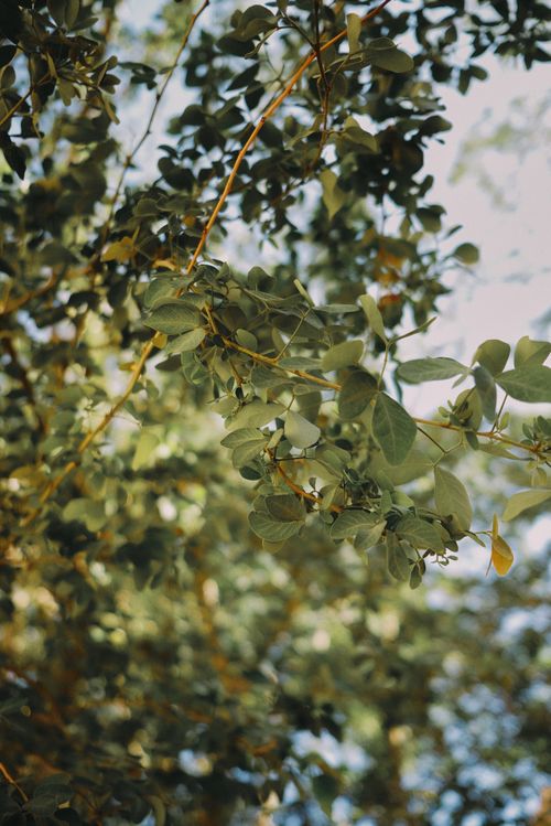 Free A close-up of vibrant green leaves on a tree with sunlight filtering through in Dubai. Stock Photo