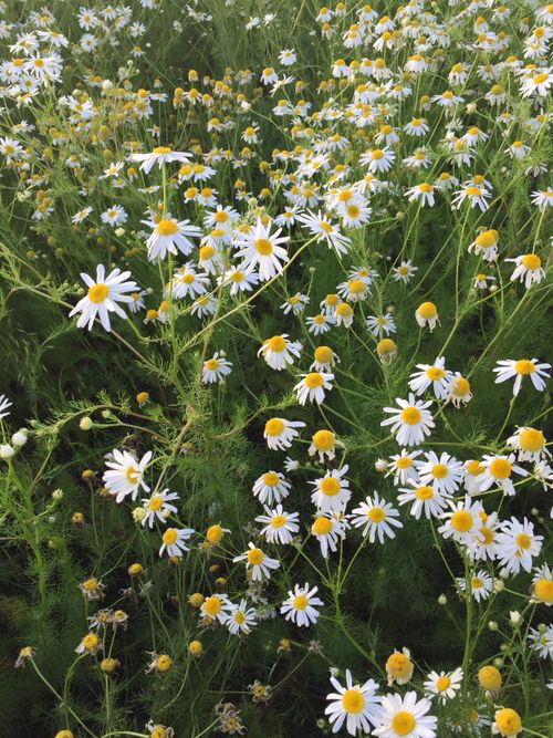 Free A vibrant field of wild daisies blooming outdoors in natural sunlight, creating a serene summer scene. Stock Photo