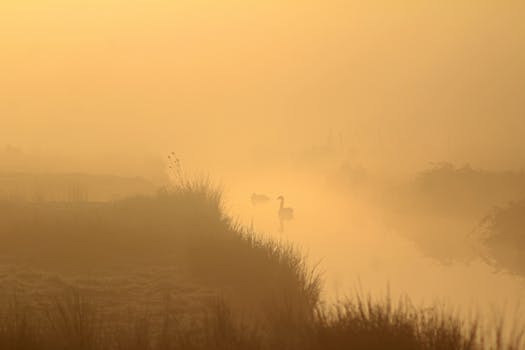 Misty morning landscape in Pays de la Loire, France featuring swans and soft light.