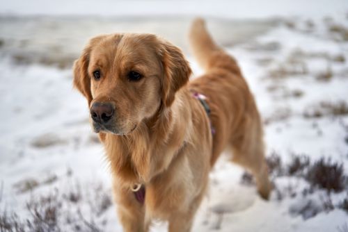 Free A golden retriever stands outdoors on snow-covered ground during winter. Stock Photo