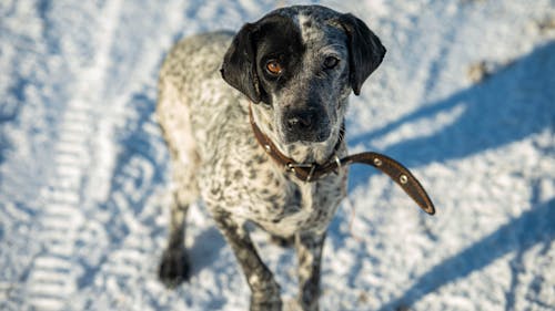  Short Coated Dog on Snow Covered Ground