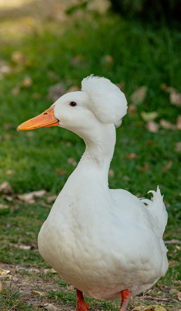 White Crested Duck On Green Grass