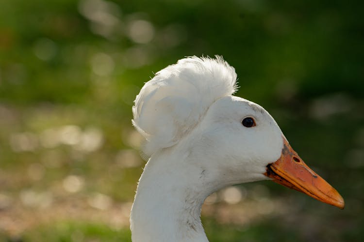 White Duck In Close Up Photography