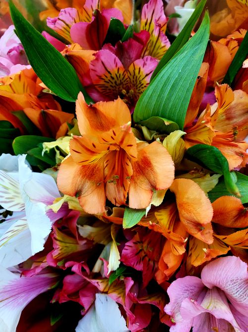 Free Colorful close-up of Alstroemeria flowers highlighting their vibrant petals and lush green leaves. Stock Photo
