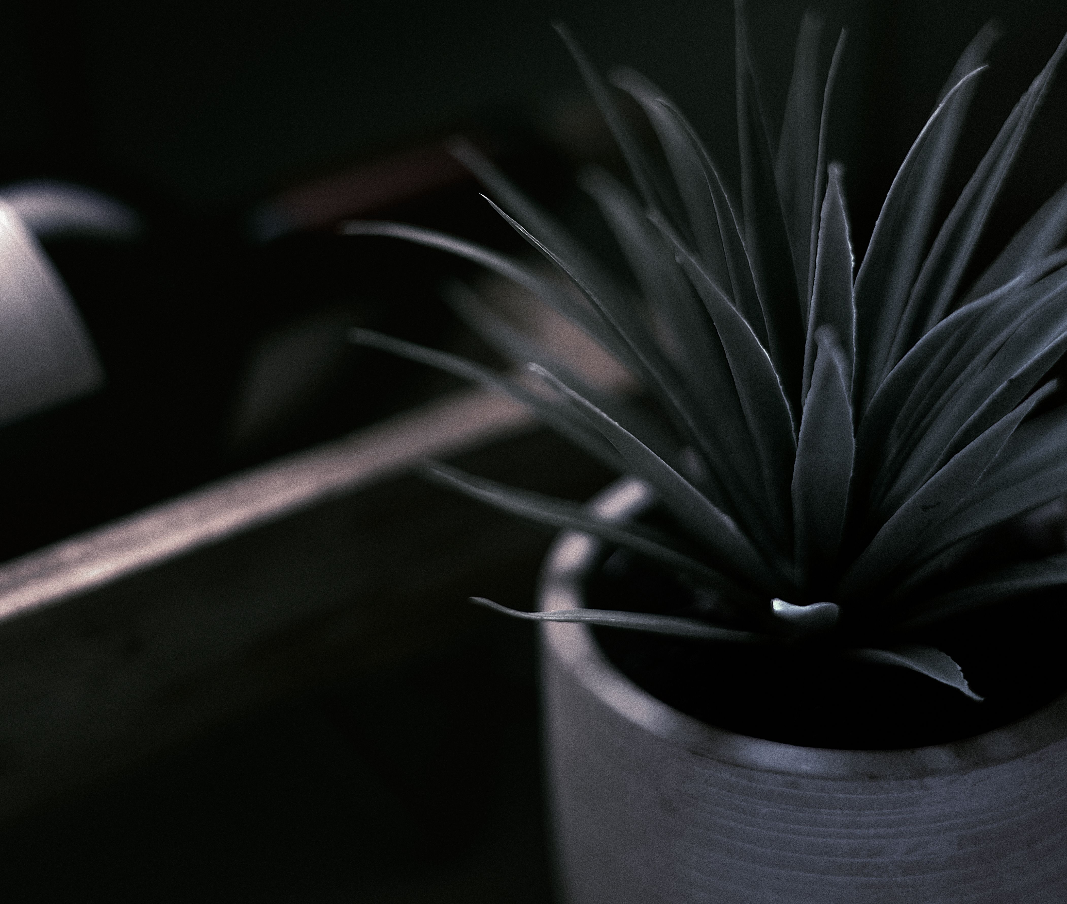 Classic Jade Plant and Aloe Vera in a home setting - indoor succulent plants names