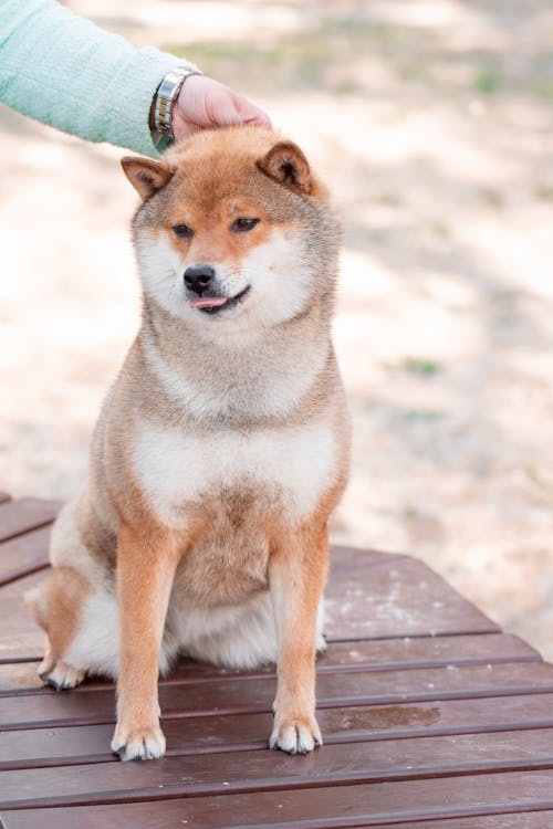 Close-Up Shot of Shiba Inu Sitting on Wooden Surface
