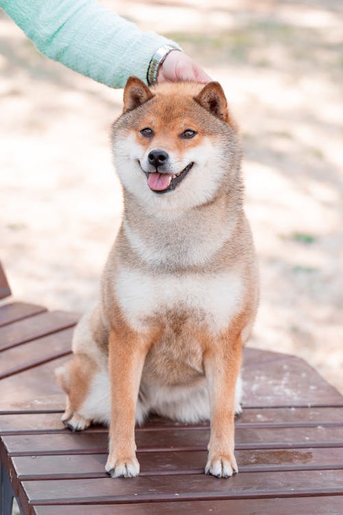 A Person Petting a Shiba Inu Sitting on a Wooden Bench