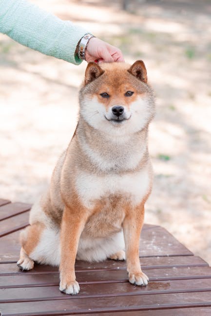 Photo of a Shiba Dog