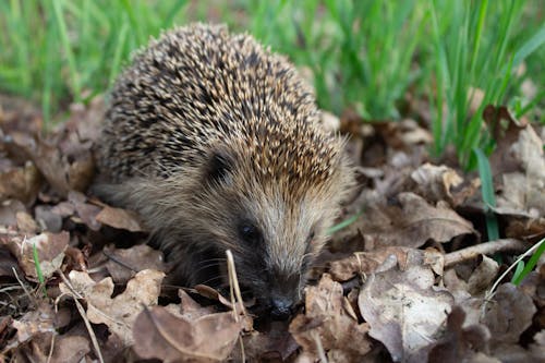 Hedgehog on Dry Leaves