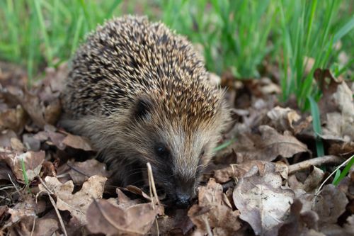 Free Close-up of a cute hedgehog nestled among crunchy fallen leaves outdoors. Stock Photo