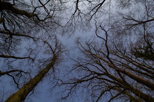 Foto profissional grátis de árvores sem folhas, carvalho, clima