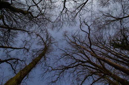 Free View of upward-reaching leafless tree branches against a clear winter sky, creating a dramatic natural scene. Stock Photo