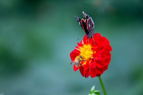 Free Close-up of a butterfly and honey bee on a vibrant red dahlia flower, showcasing pollination. Stock Photo