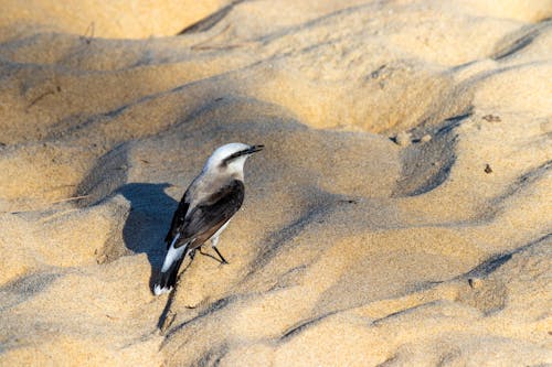 Beautiful Bird on Brown Sand